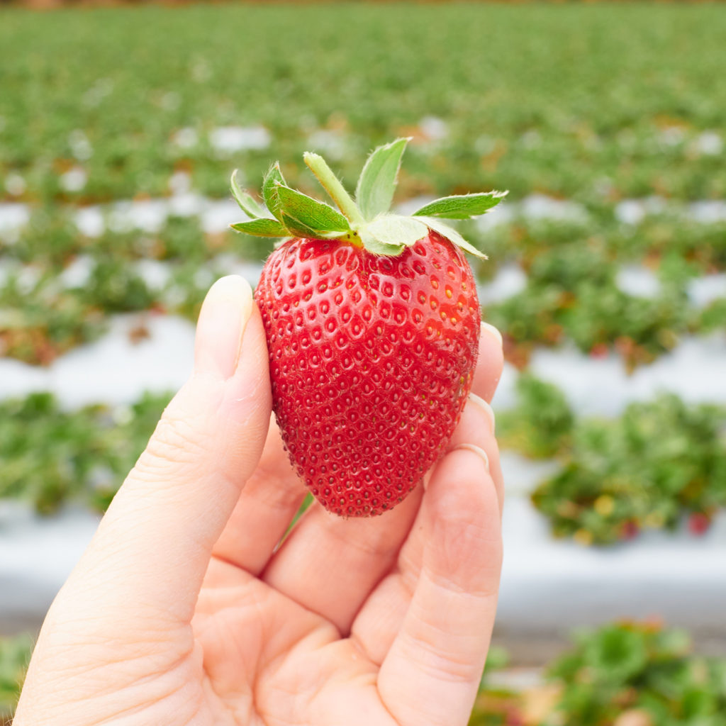Visit to LuvaBerry Strawberry Farm